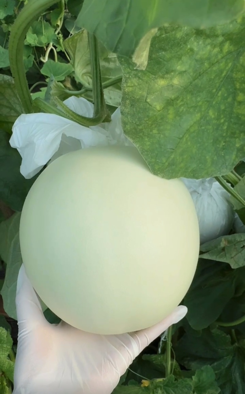 甜瓜玉菇皮薄瓜形正口感好诚信发货各大商超各大市场合作共赢