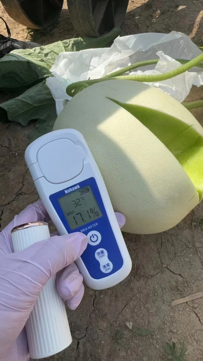 甜瓜玉菇皮薄瓜形正口感好诚信发货各大商超各大市场合作共赢