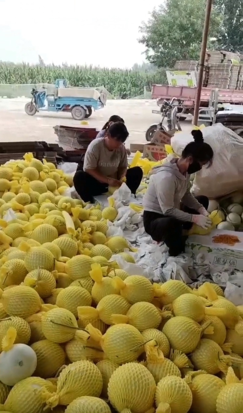 甜瓜玉菇皮薄瓜形正口感好诚信发货各大商超各大市场合作共赢