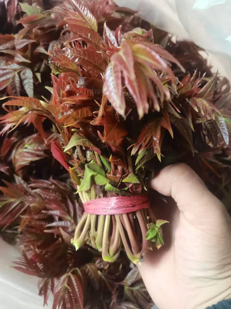 现货量大，欢迎电商