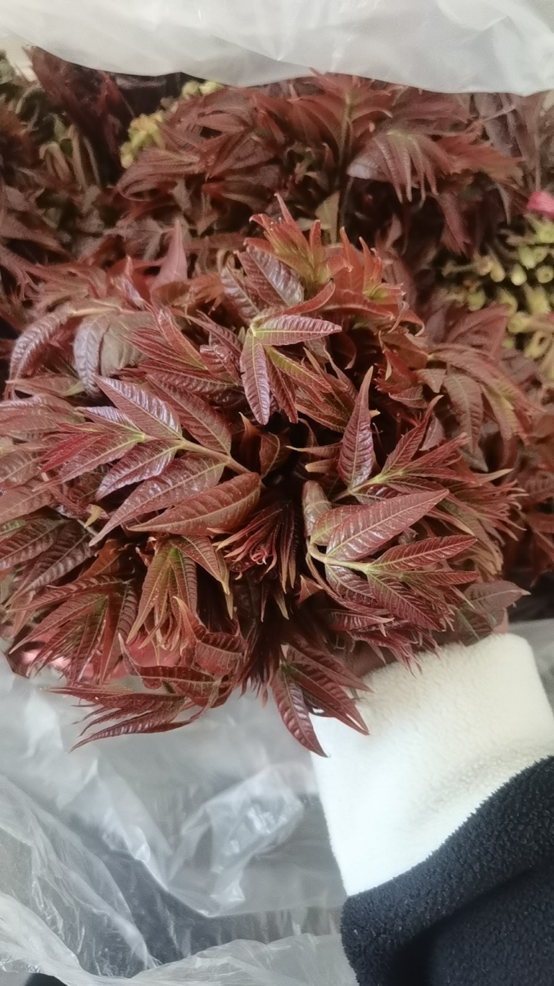 现货量大，欢迎电商