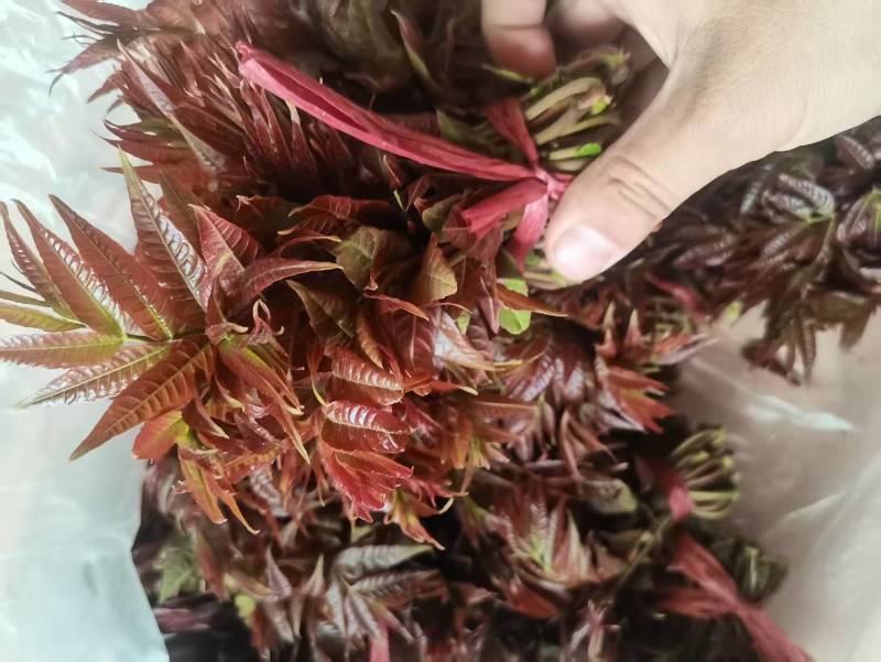 现货量大，欢迎电商