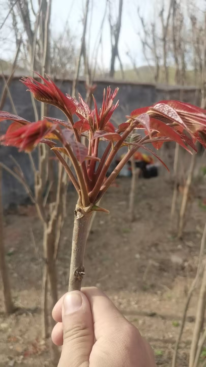 现货量大，欢迎电商