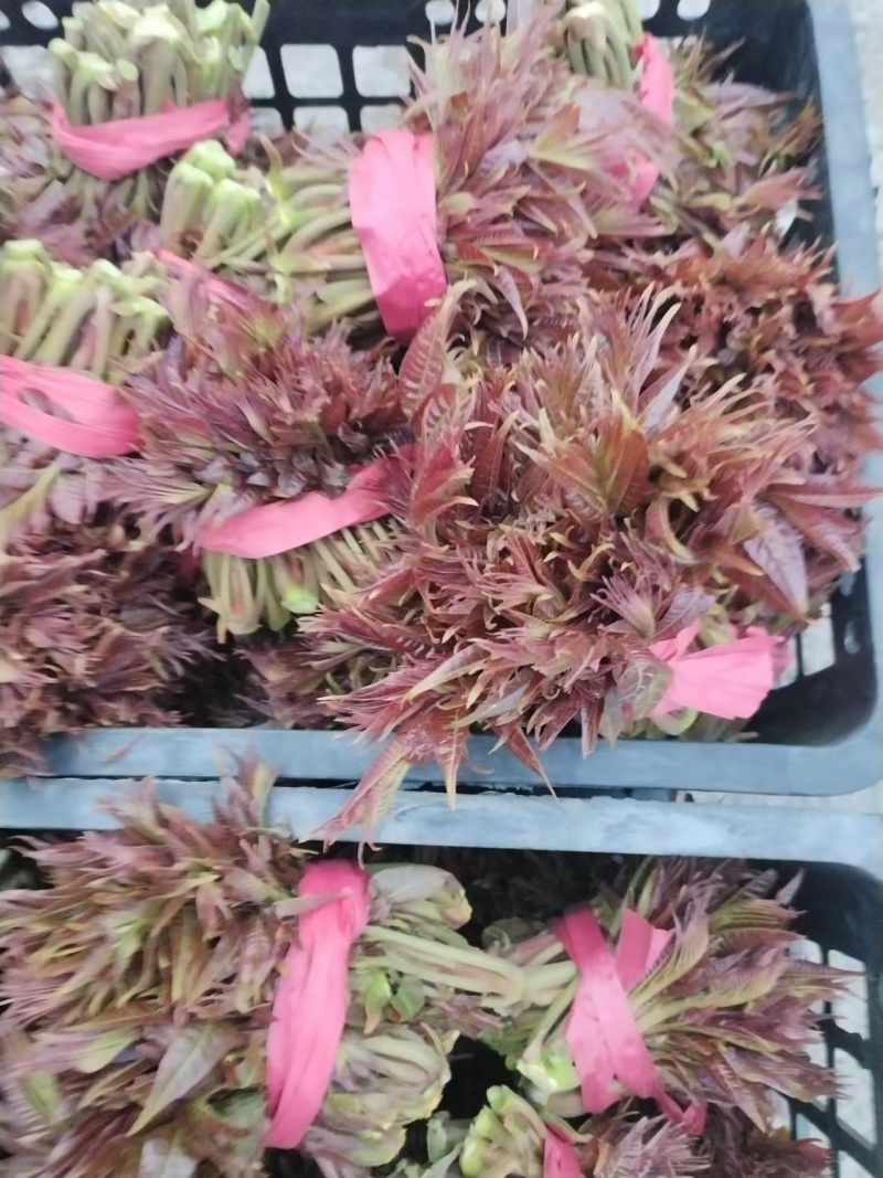 现货量大，欢迎电商