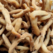 玉竹熟条