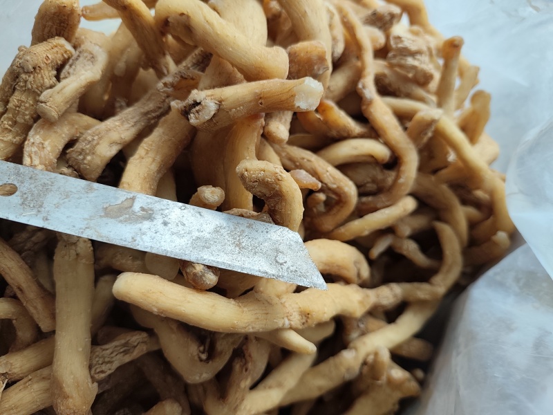 玉竹熟条