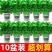绿萝盆栽室内净化空气吸除甲醛新鲜直发