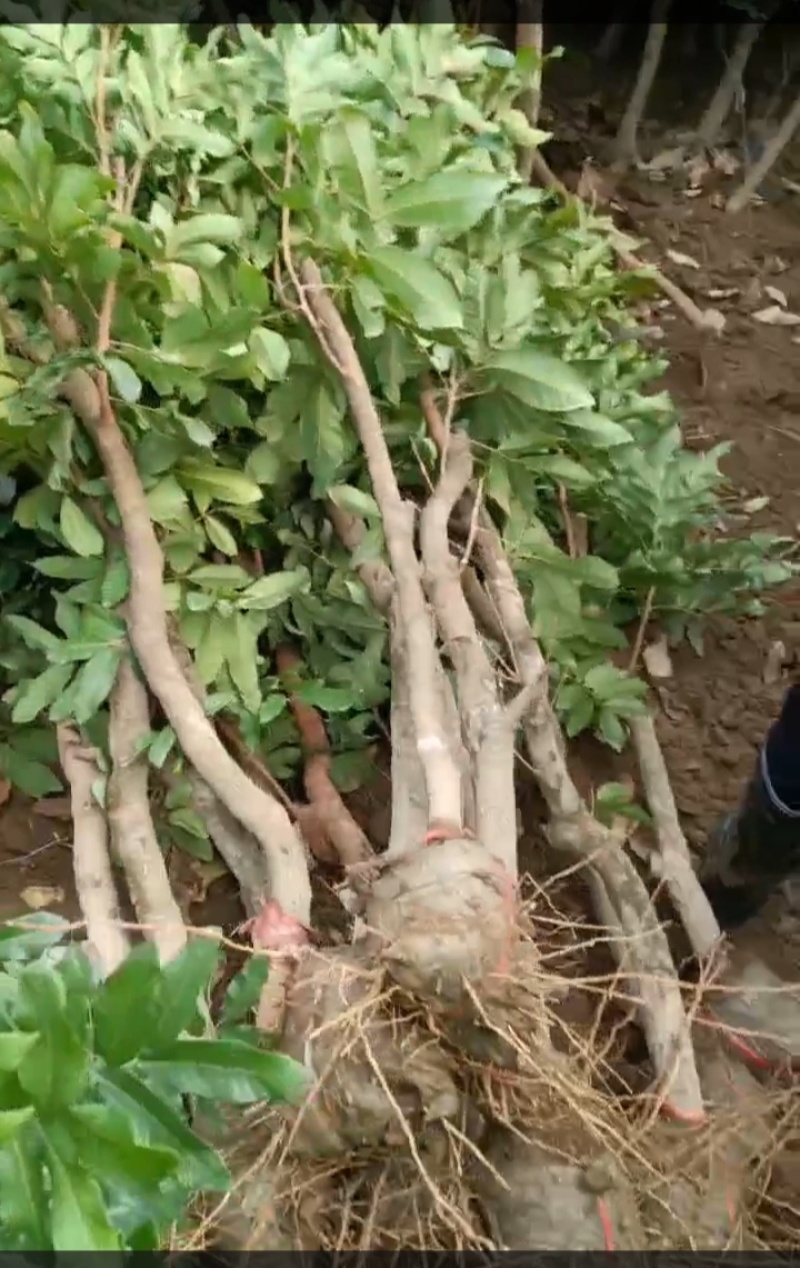 龙眼苗种植基地