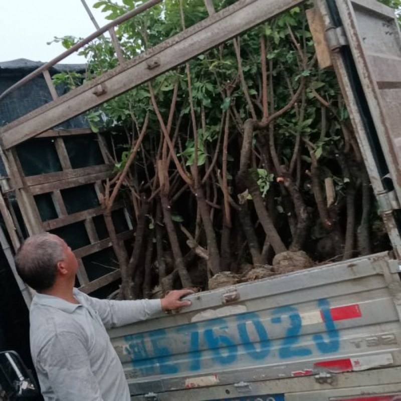 龙眼苗种植基地
