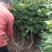 龙眼苗种植基地