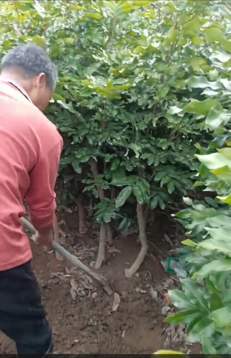 龙眼苗种植基地