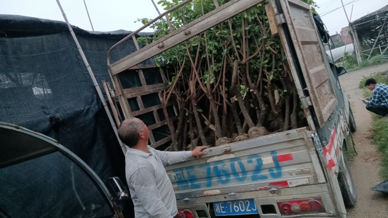 龙眼苗种植基地