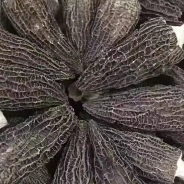 自产自销羊肚菌食用菌干货品质保证产地直发欢迎选购