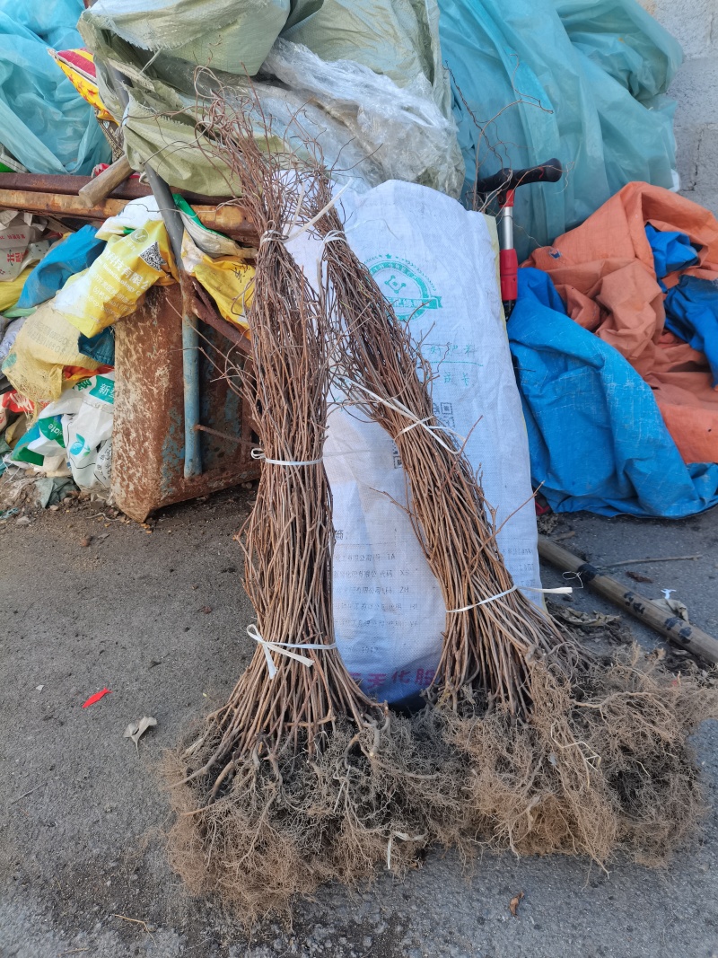 北五味子苗一首货源基地批发自家苗圃药材种苗选种育苗三年苗