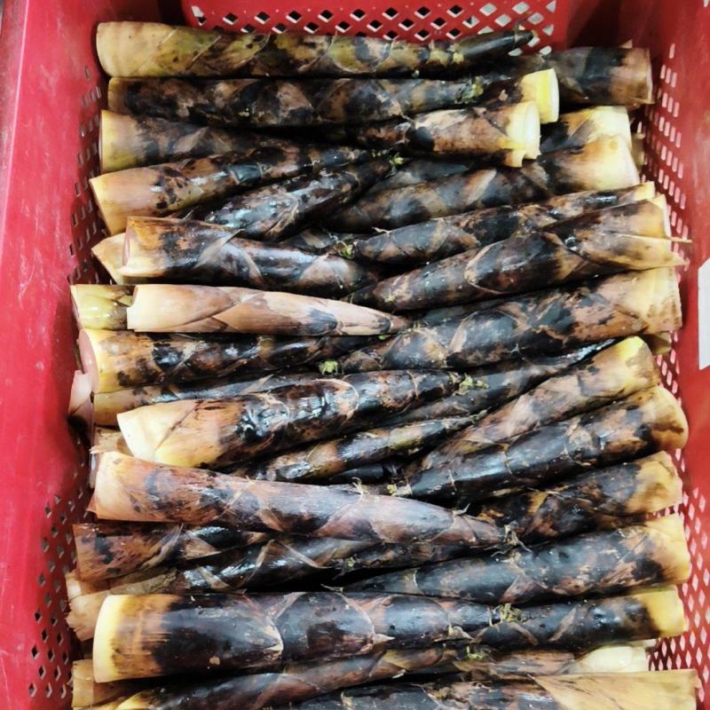 现挖雷竹笋熊猫笋电商货平台货商超货交仓货