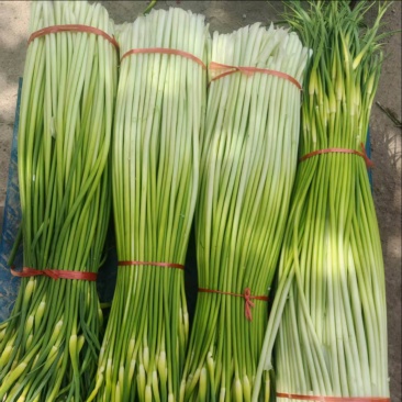 亳州蒜苔大量上市，欢迎各位客商前来采购