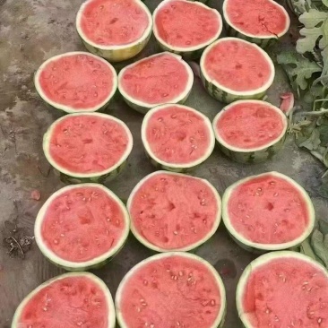 美都无籽西瓜