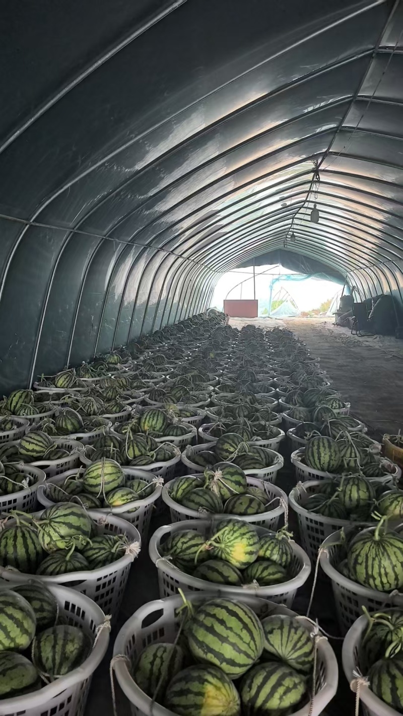 美都无籽西瓜