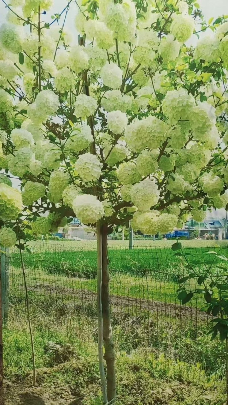 中华木绣球，绣球，绣球花，大花斗球，原产地，量大，批发