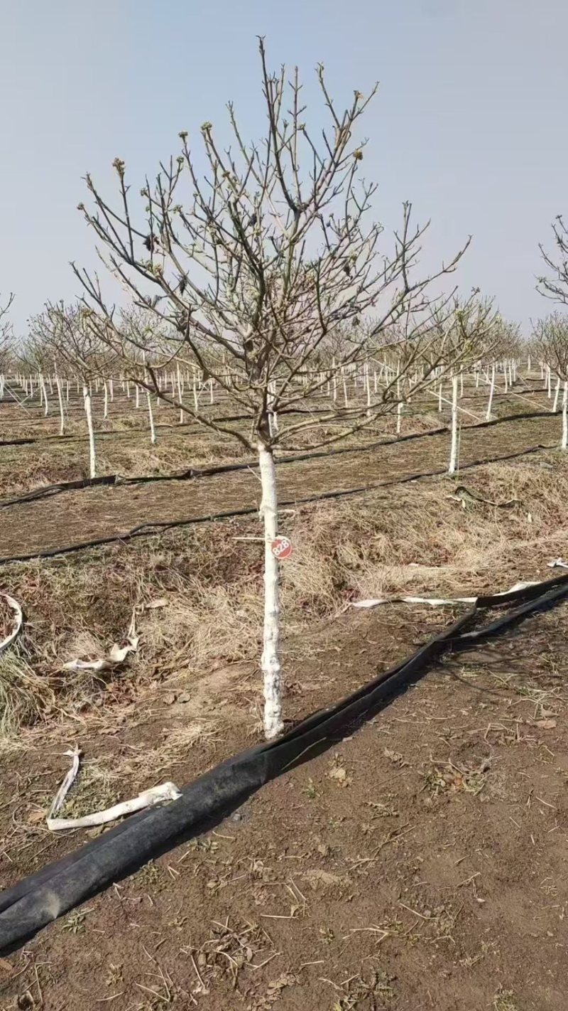中华木绣球，绣球，绣球花，大花斗球，原产地，量大，批发