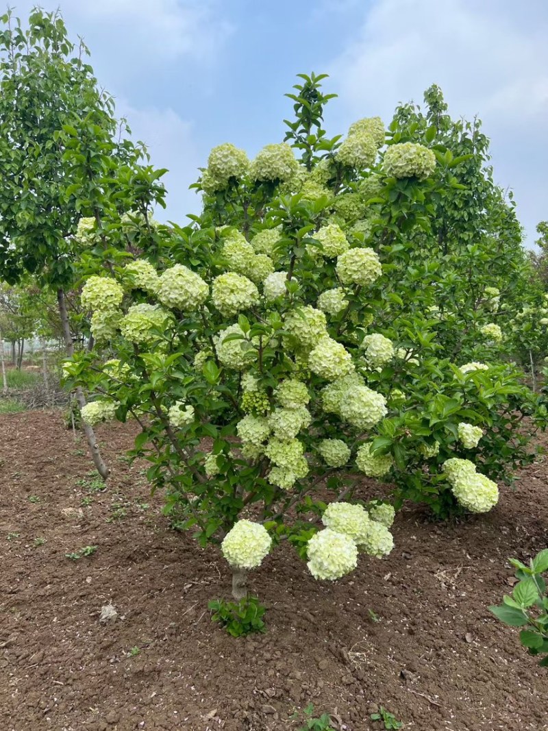 中华木绣球，绣球，绣球花，大花斗球，原产地，量大，批发