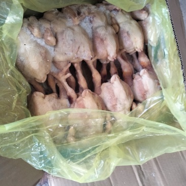 常年批发各种鸡货