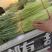 中牟精品红帽蒜苔大量上市，欢迎全国客商洽谈合作，全国代发