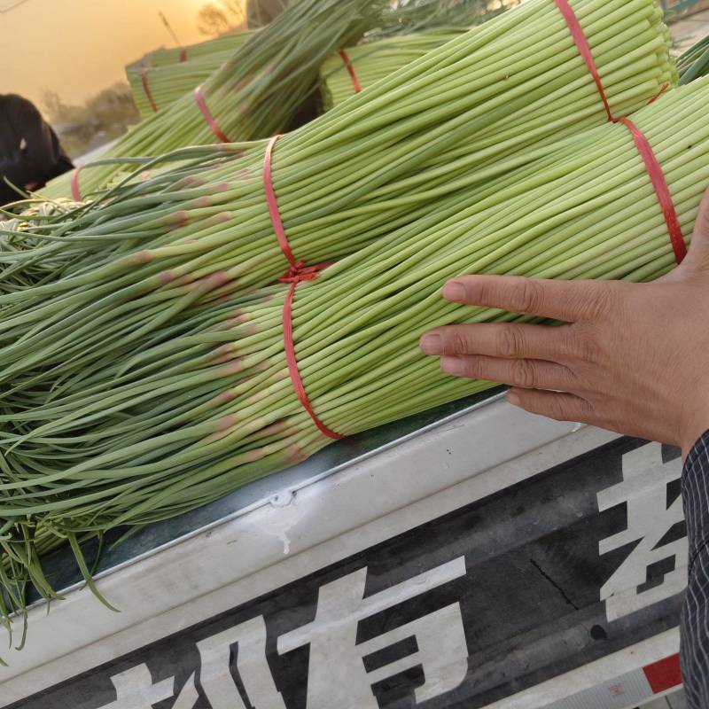 中牟精品红帽蒜苔大量上市，欢迎全国客商洽谈合作，全国代发