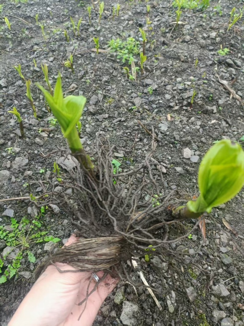 鲜货白芨20