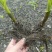 鲜货白芨20