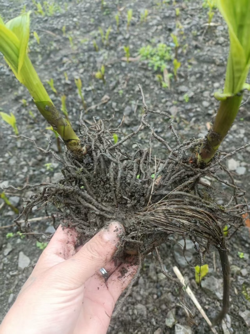 鲜货白芨20