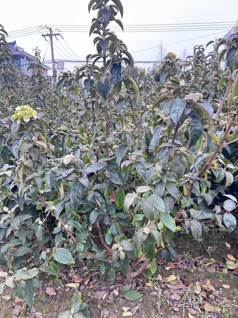 中华木绣球，绣球，绣球花，大花斗球，原产地，量大，批发