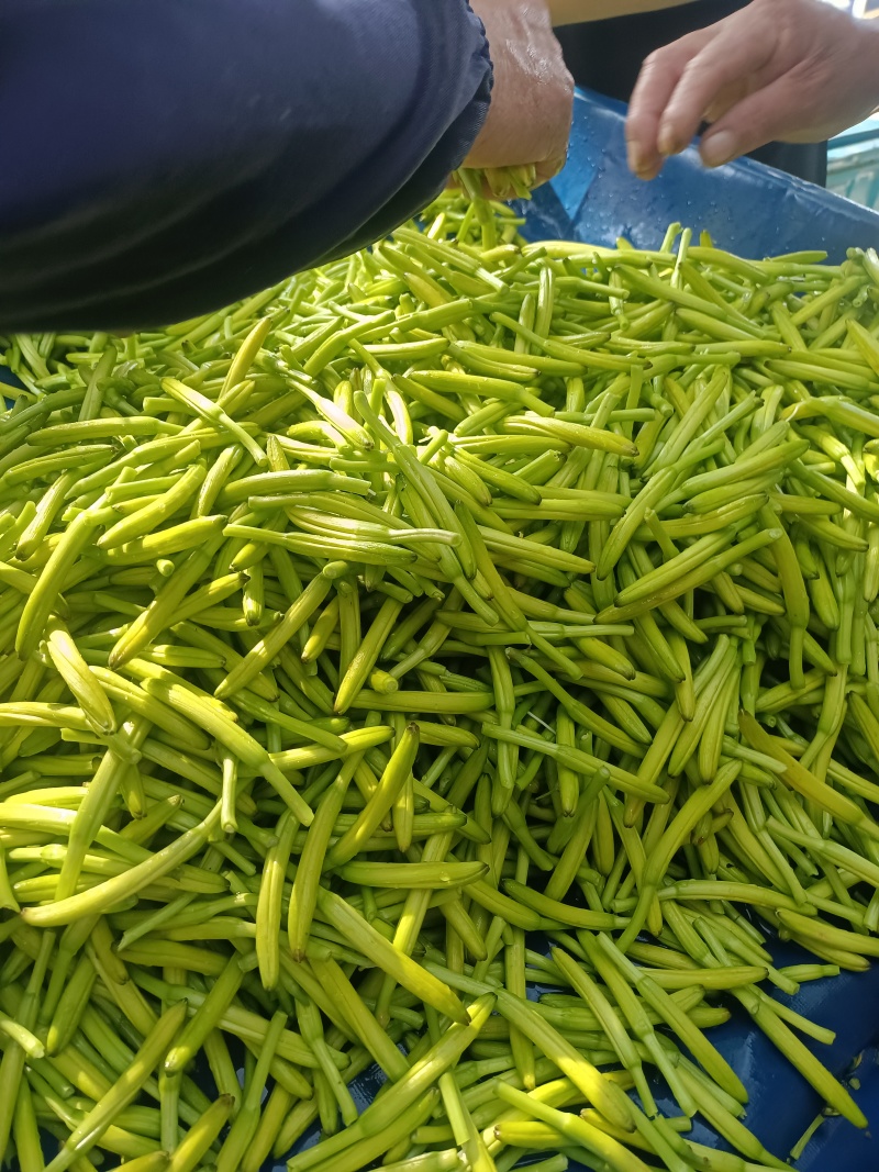 黄花菜鲜菜，干菜，水菜