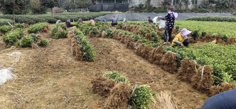 岑溪茶叶苗，岑溪大叶种茶苗，岑溪六堡茶苗，岑溪茶叶种植苗