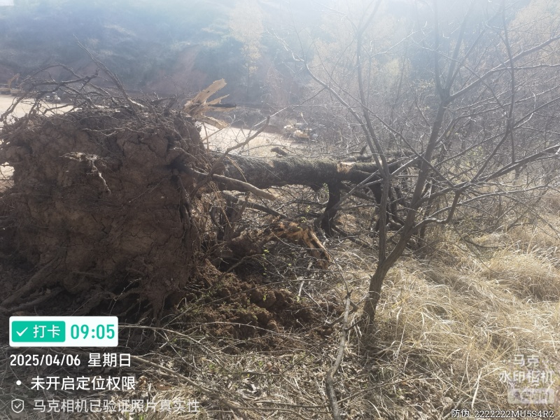 60公分百年柿子树
