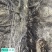 60公分百年柿子树
