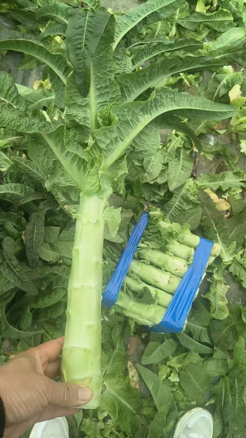 莴笋上市大量供应
