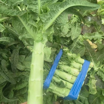 莴笋上市大量供应