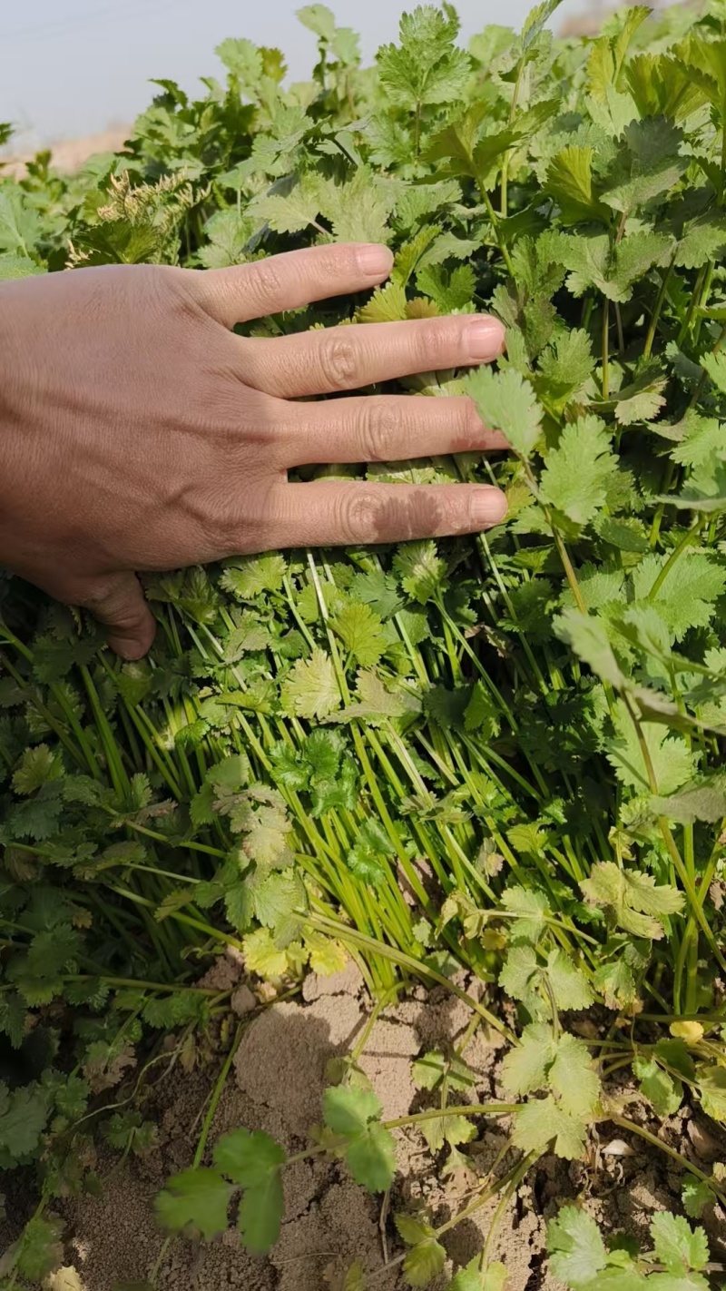 精品香菜