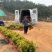 岑溪市大叶种茶苗，岑溪六堡茶苗，梧州岑溪茶叶苗基地