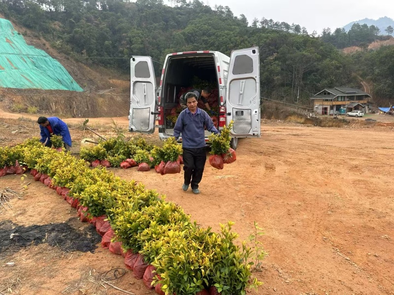 岑溪市大叶种茶苗，岑溪六堡茶苗，梧州岑溪茶叶苗基地