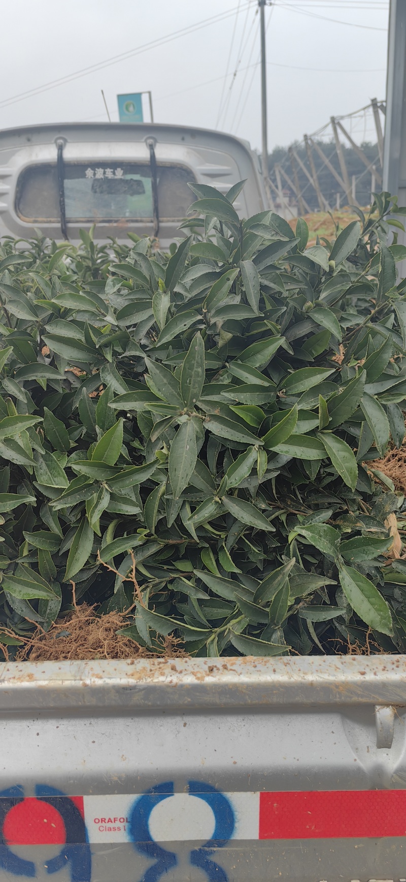 岑溪市大叶种茶苗，岑溪六堡茶苗，梧州岑溪茶叶苗基地