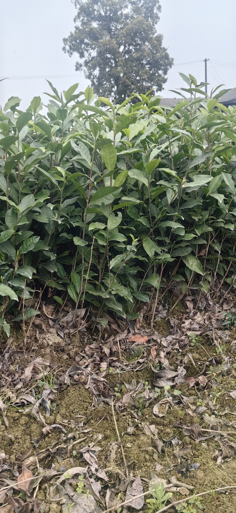 岑溪市大叶种茶苗，岑溪六堡茶苗，梧州岑溪茶叶苗基地