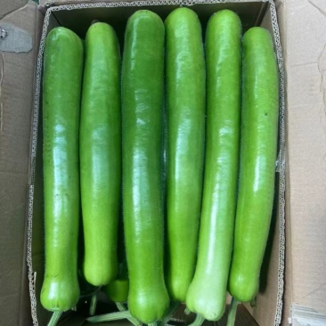精品长瓠子