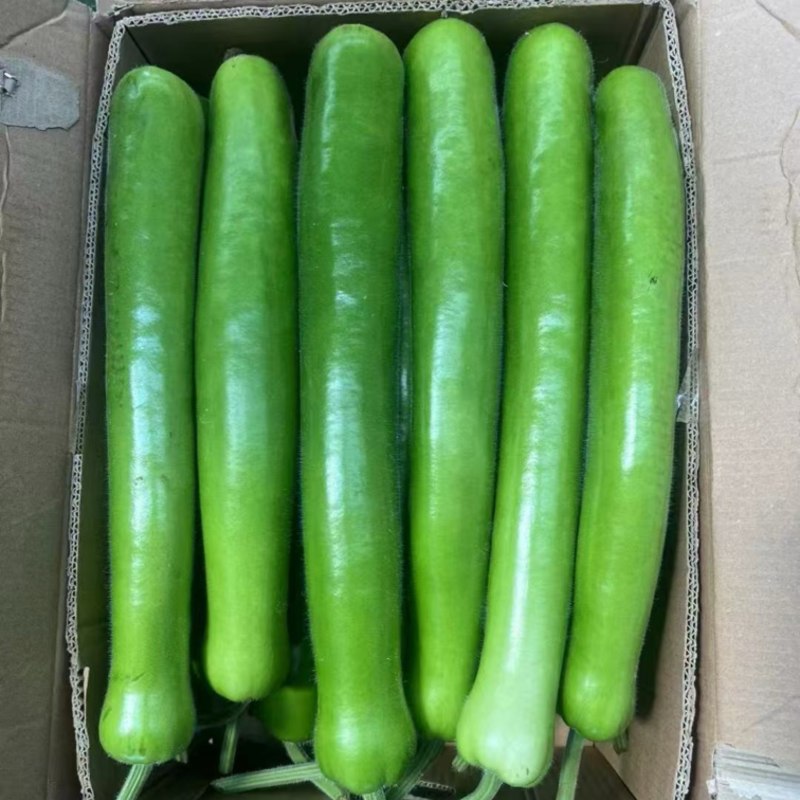 精品长瓠子