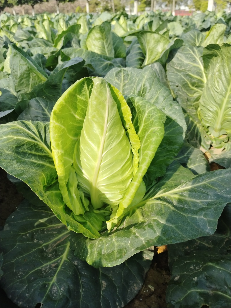 牛心甘蓝牛心包菜大量上市了欢迎各位新老客户老板前来选购