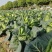牛心甘蓝牛心包菜大量上市了欢迎各位新老客户老板前来选购