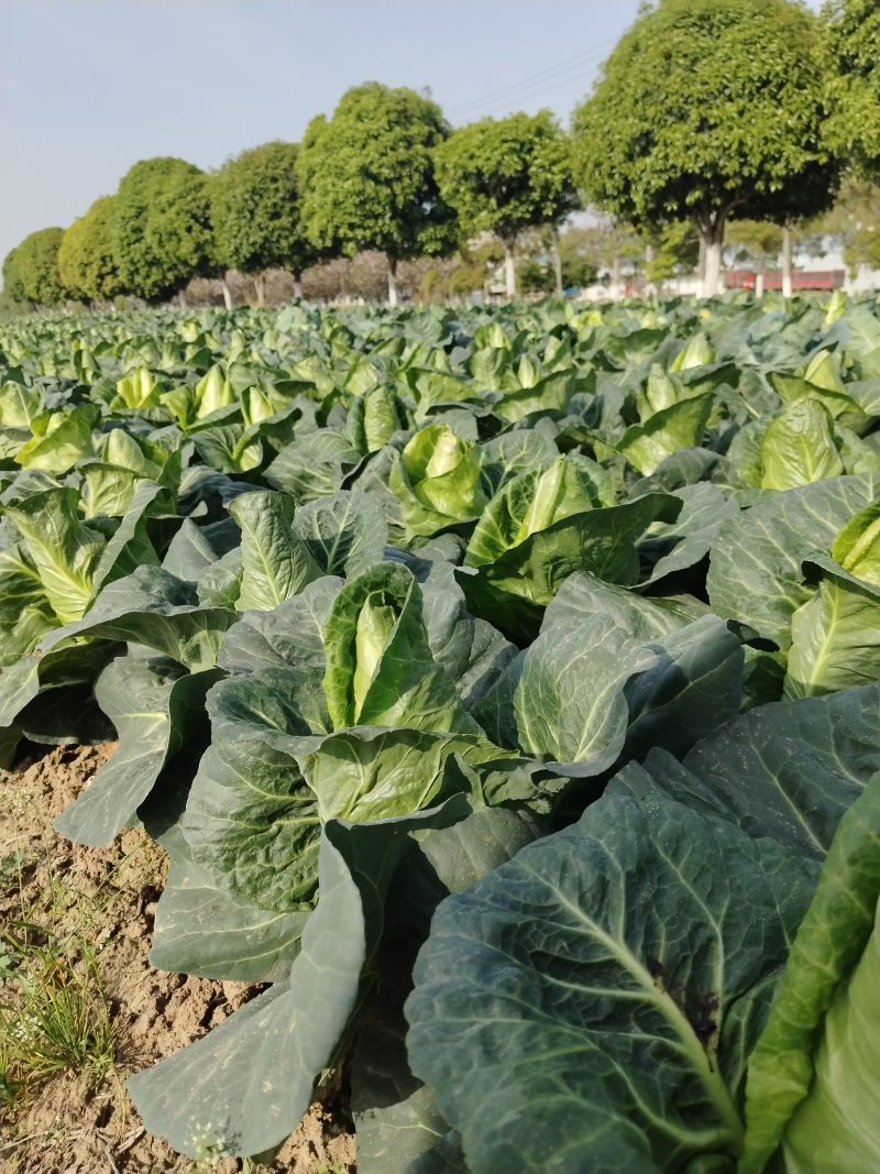 牛心甘蓝牛心包菜大量上市了欢迎各位新老客户老板前来选购