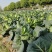 牛心甘蓝牛心包菜大量上市了欢迎各位新老客户老板前来选购