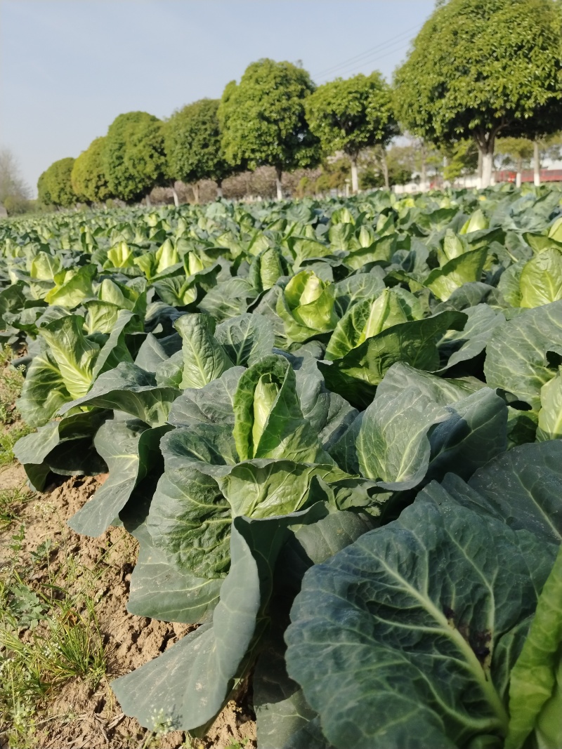 牛心甘蓝牛心包菜大量上市了欢迎各位新老客户老板前来选购